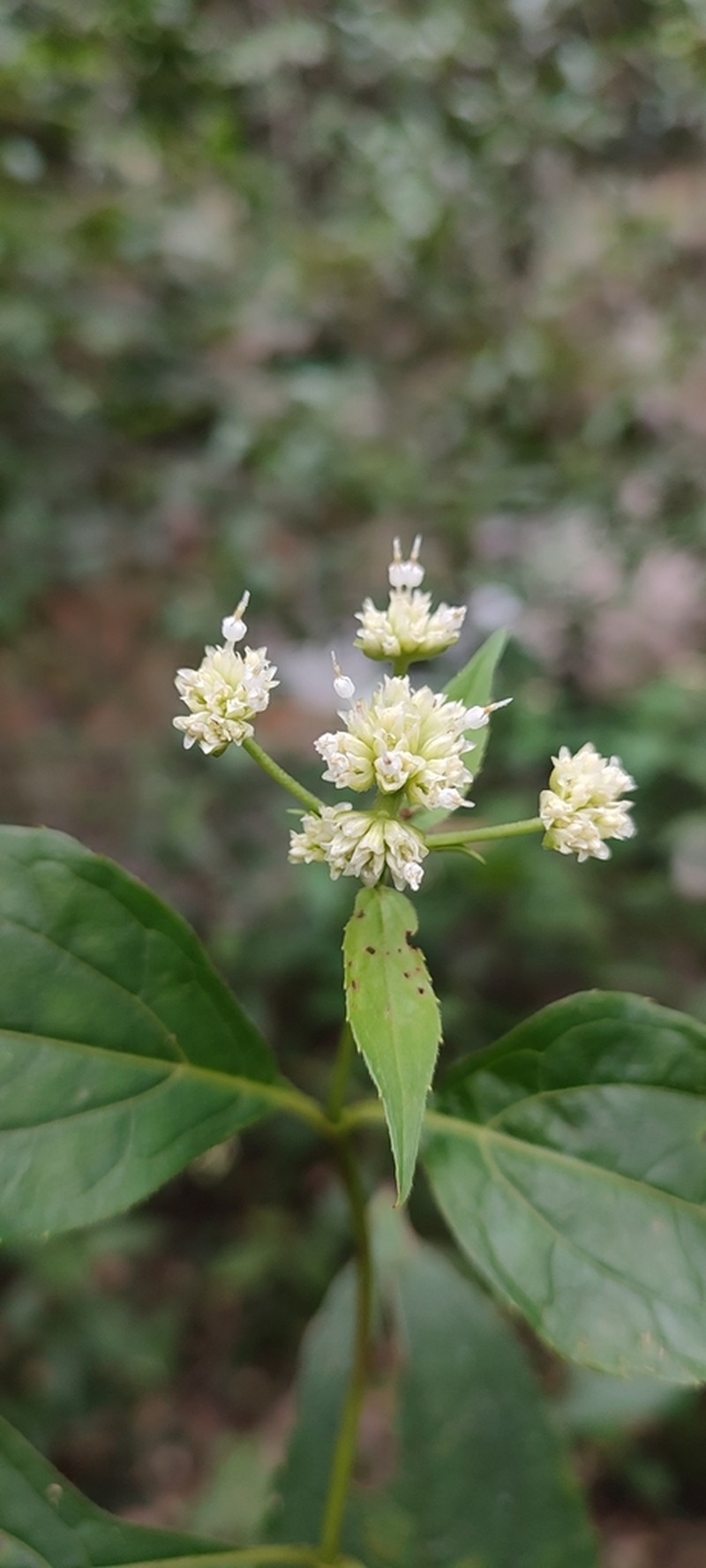 Desmanthodium fruticosum