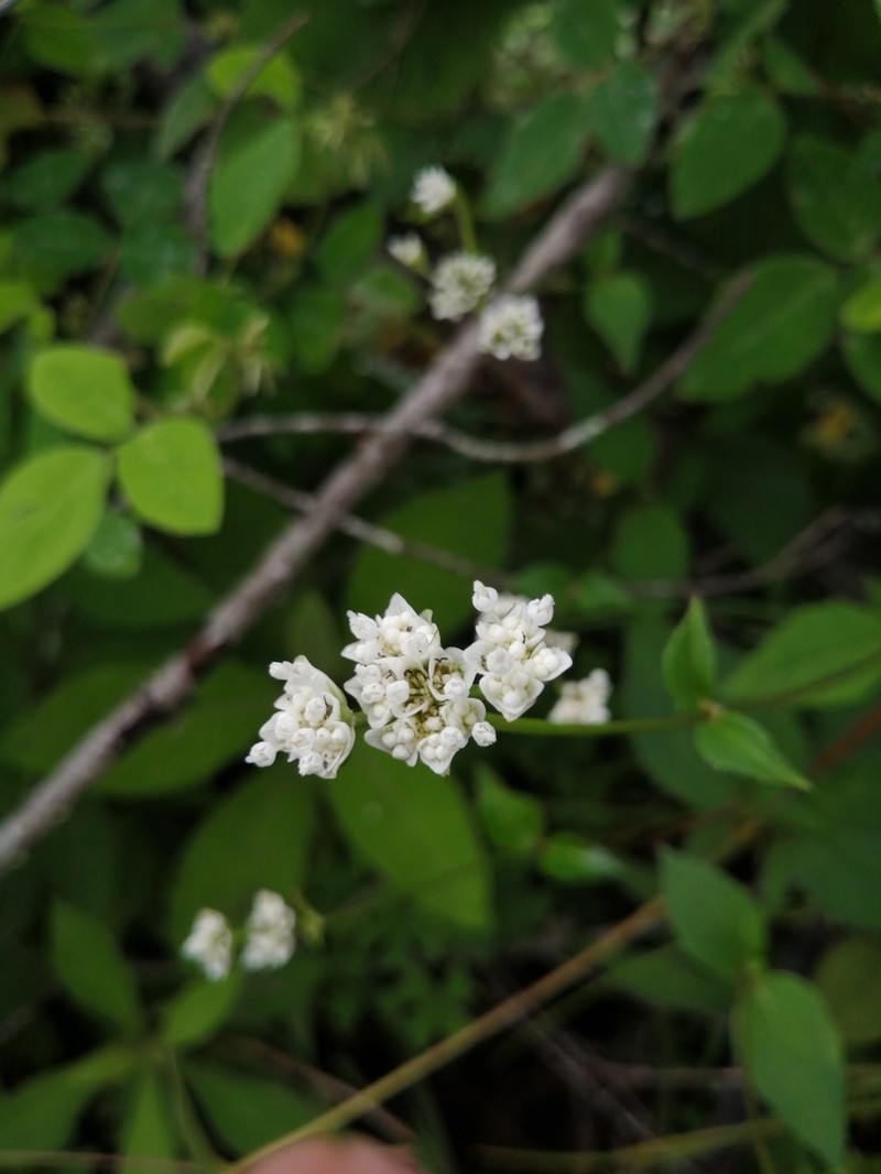 Desmanthodium fruticosum photo 2