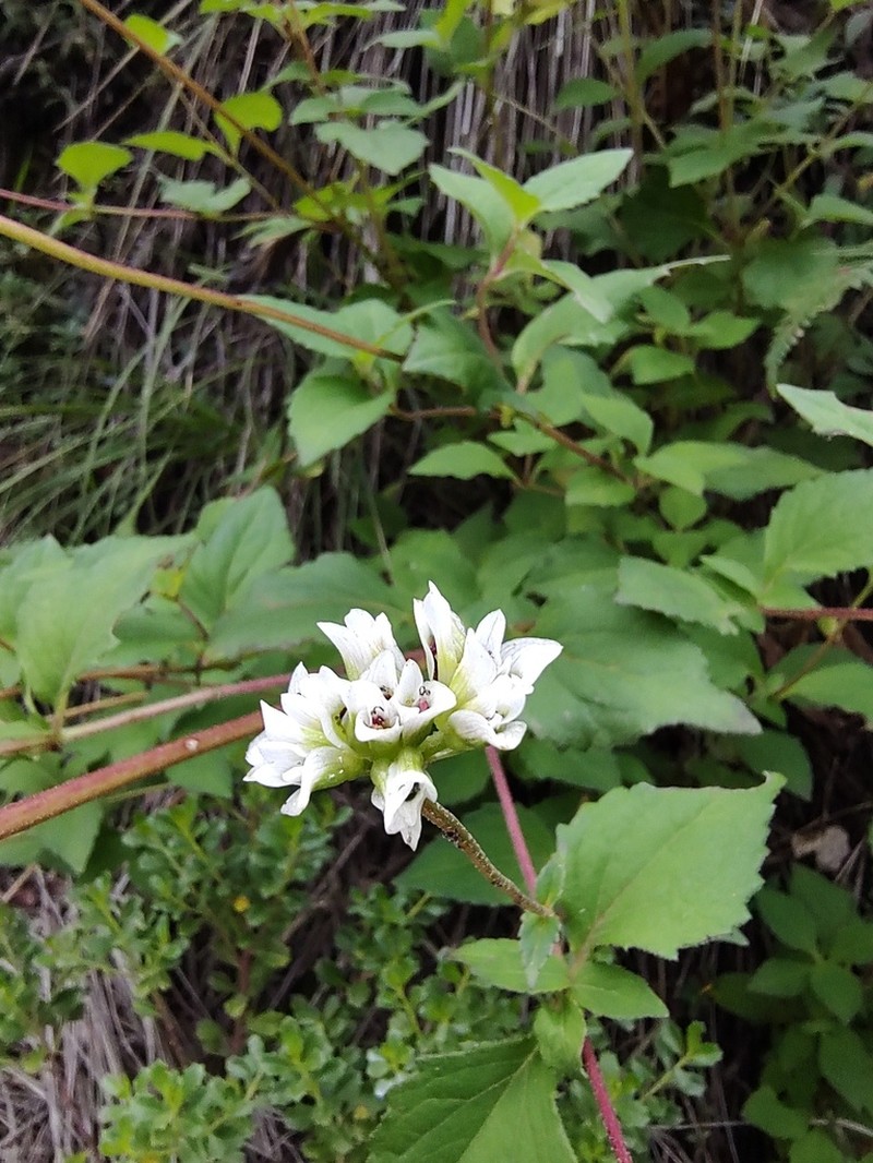 Desmanthodium fruticosum photo 3