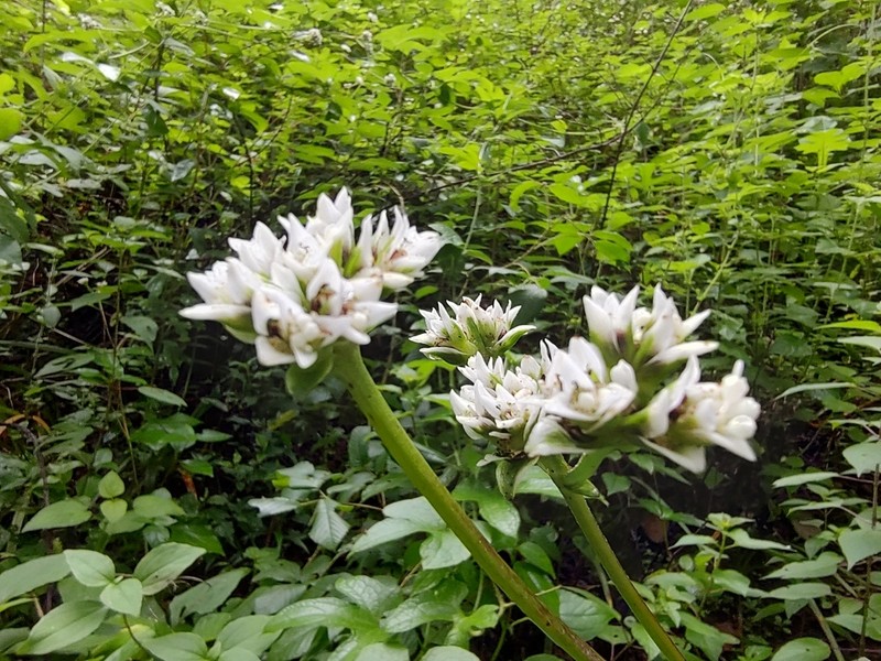 Desmanthodium fruticosum photo 5