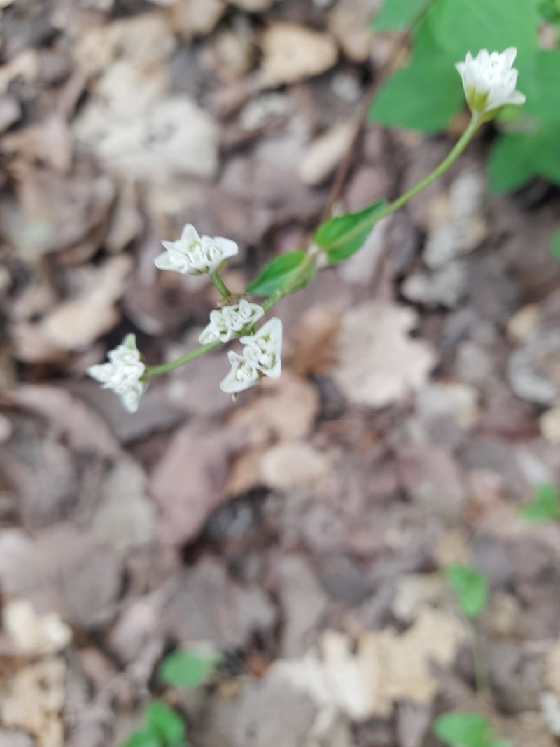 Desmanthodium fruticosum photo 6