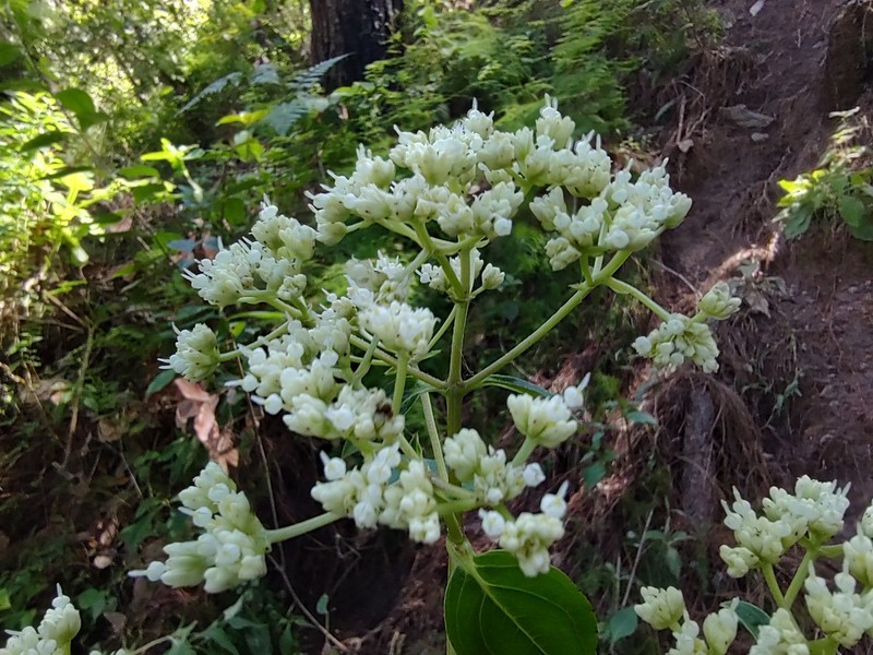 Desmanthodium fruticosum photo 8