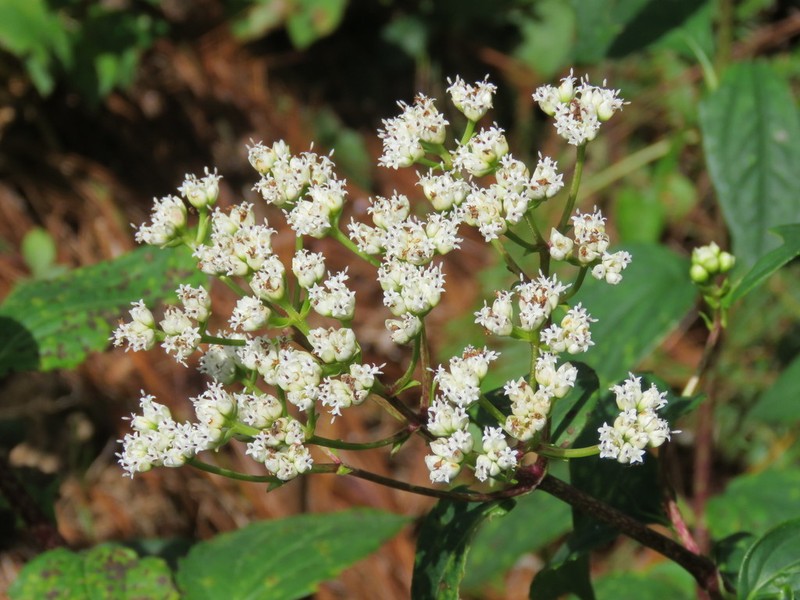 Desmanthodium guatemalense