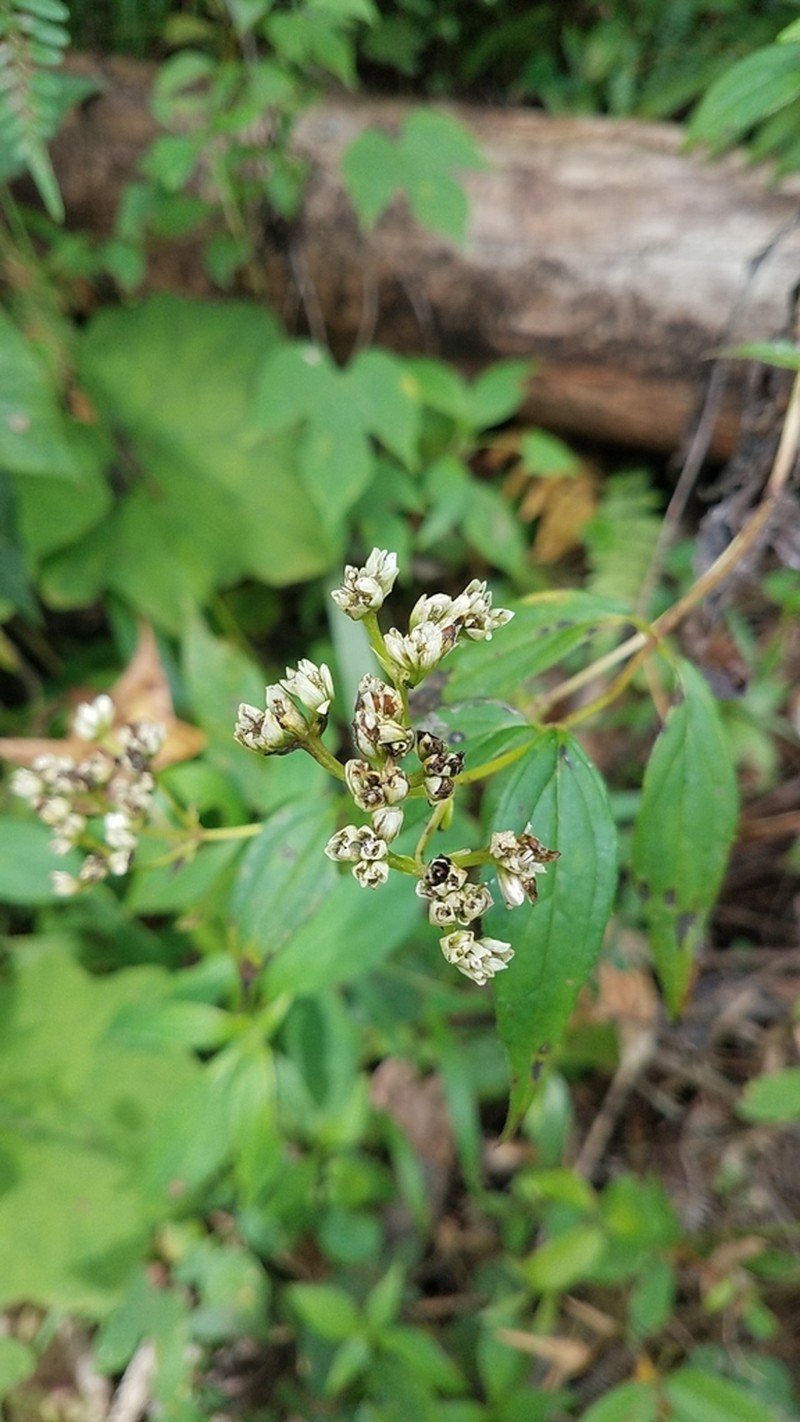 Desmanthodium guatemalense photo 2