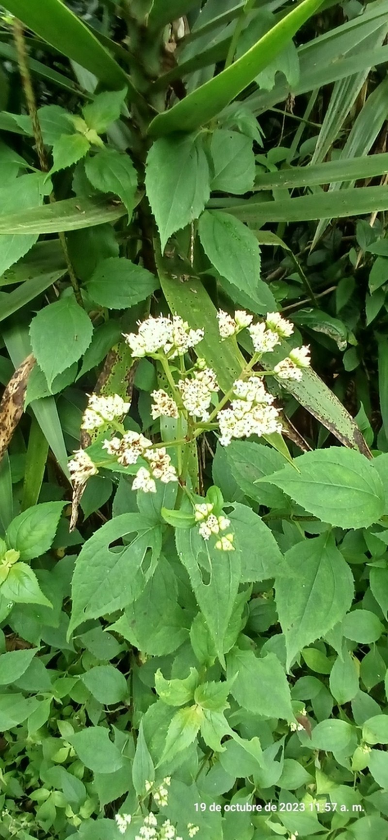 Desmanthodium guatemalense photo 3