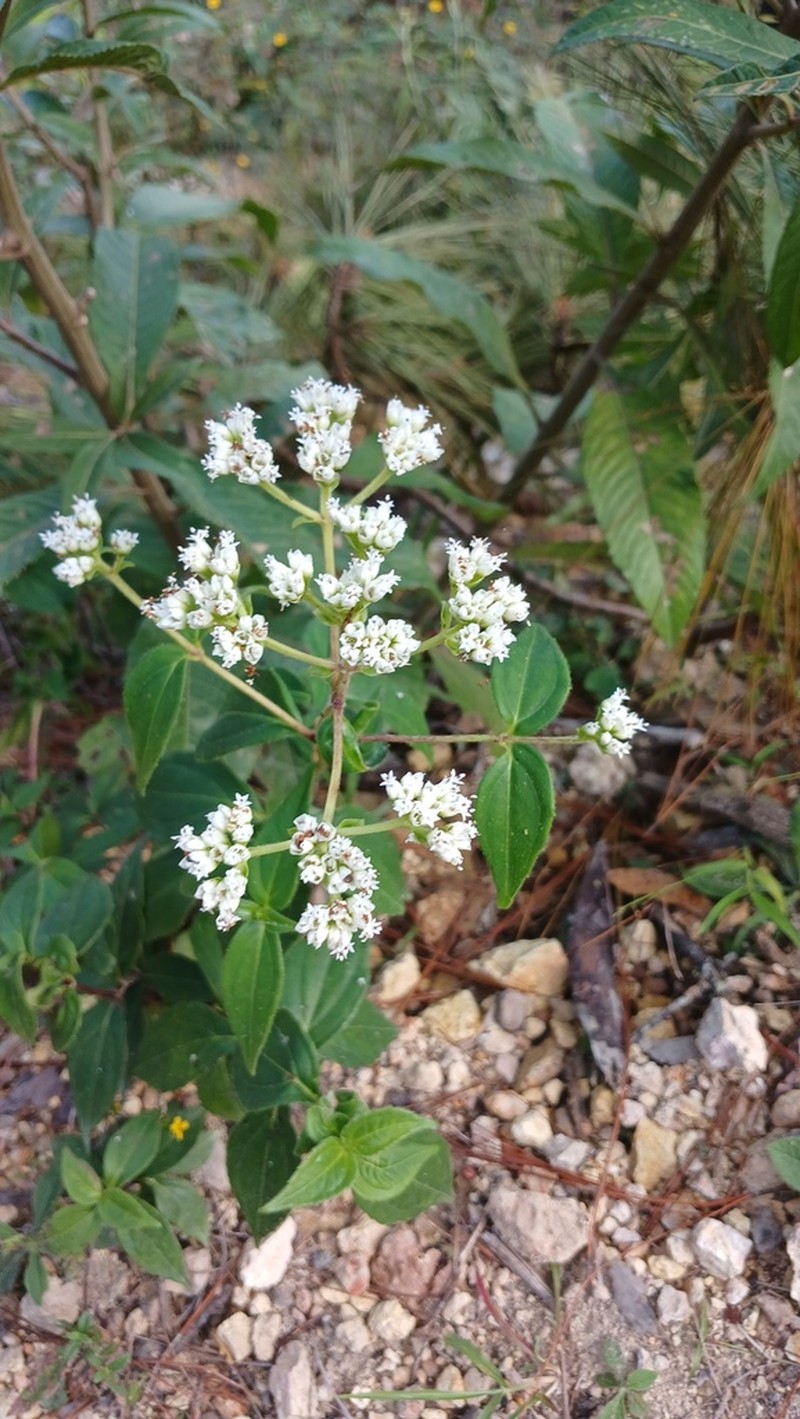 Desmanthodium guatemalense photo 4