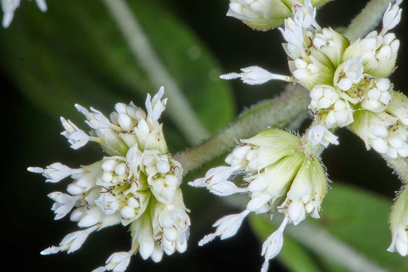 Desmanthodium guatemalense photo 5