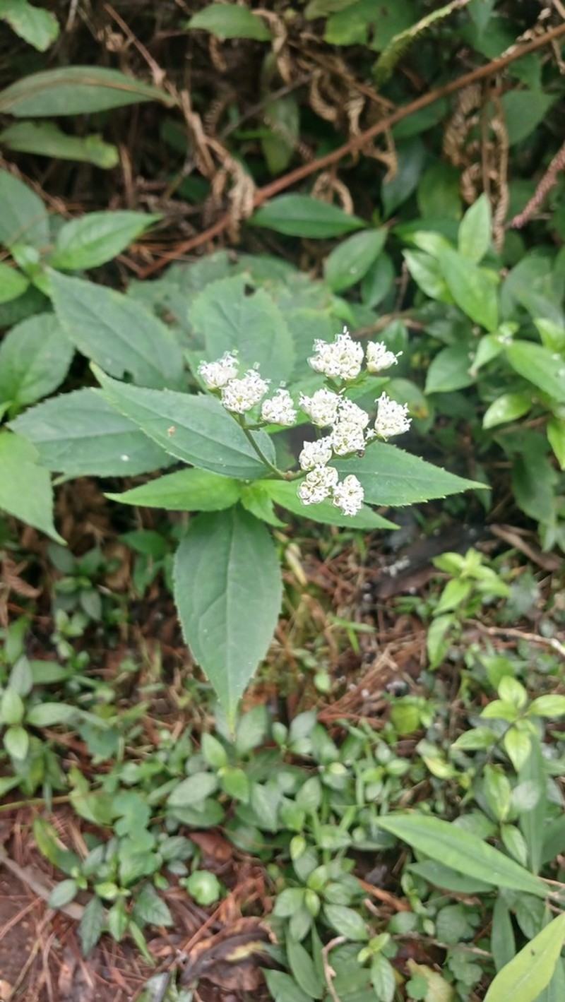Desmanthodium guatemalense photo 8