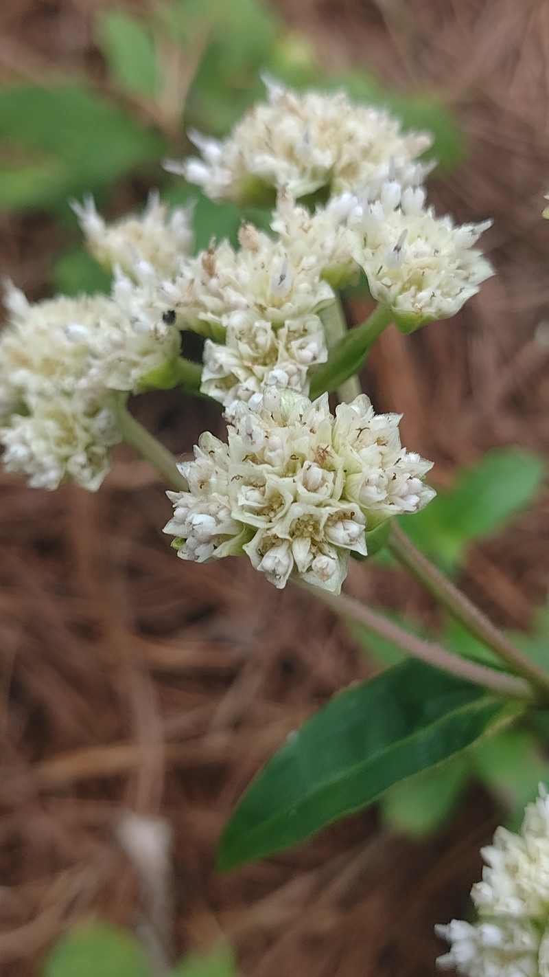 Desmanthodium hintoniorum photo 2