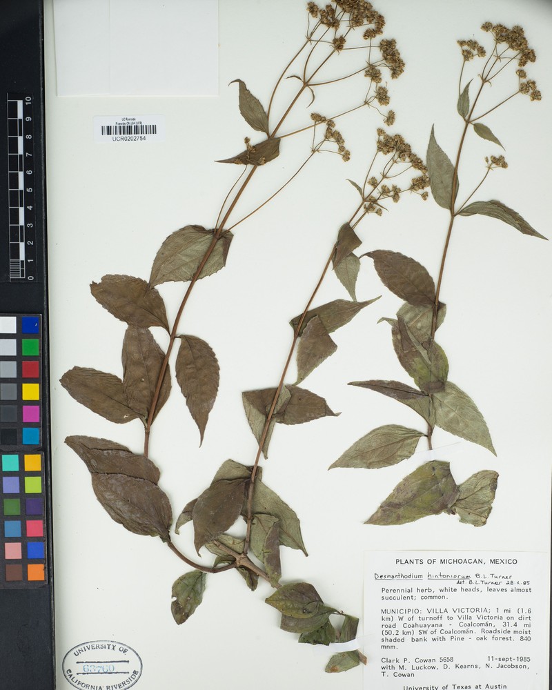 Desmanthodium hintoniorum photo 3