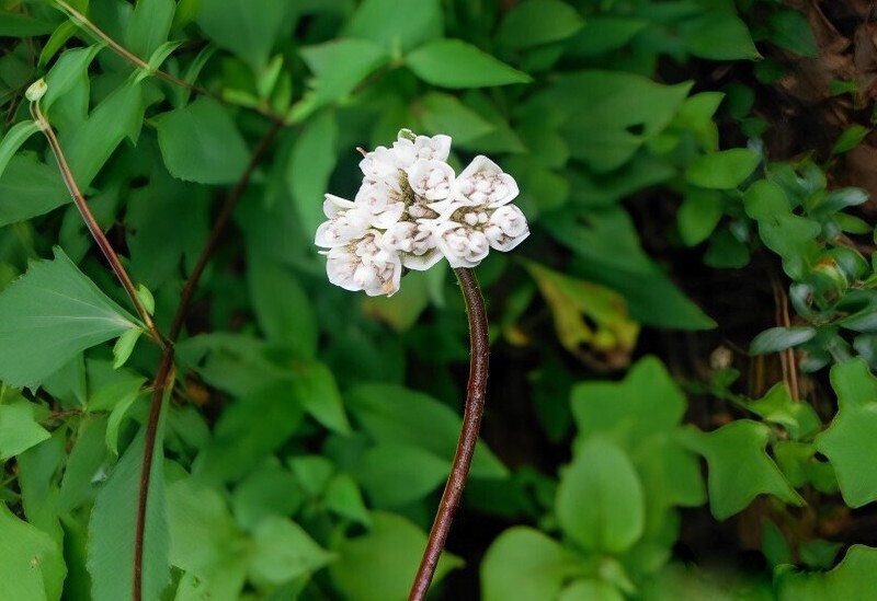 Desmanthodium lanceolatum