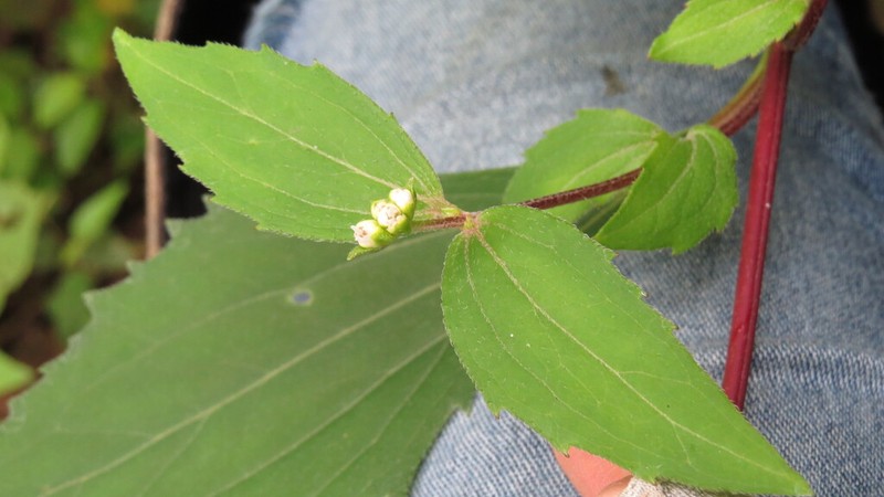 Desmanthodium lanceolatum photo 3