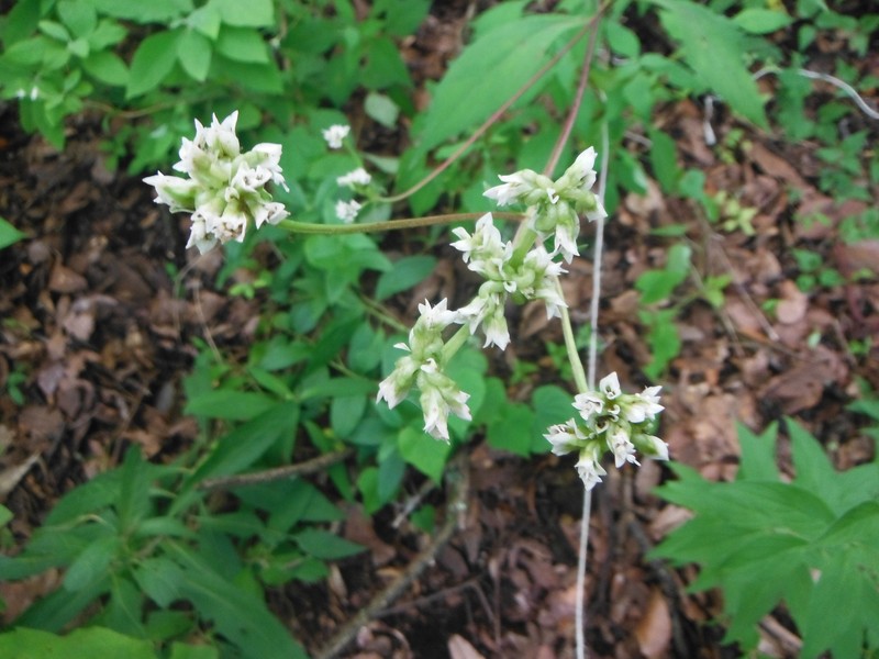 Desmanthodium lanceolatum photo 4