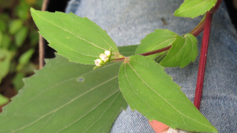 Desmanthodium lanceolatum photo 6