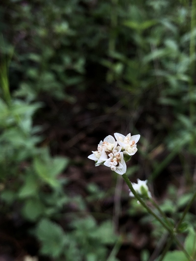 Desmanthodium ovatum