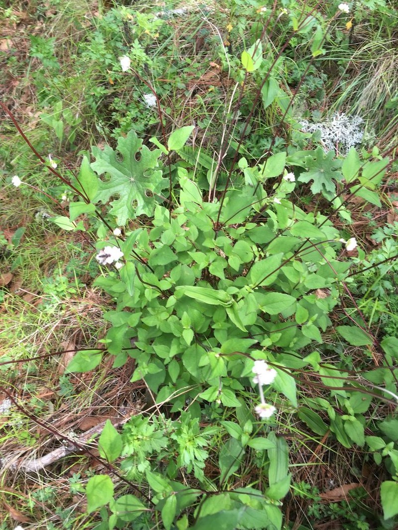 Desmanthodium ovatum photo 2