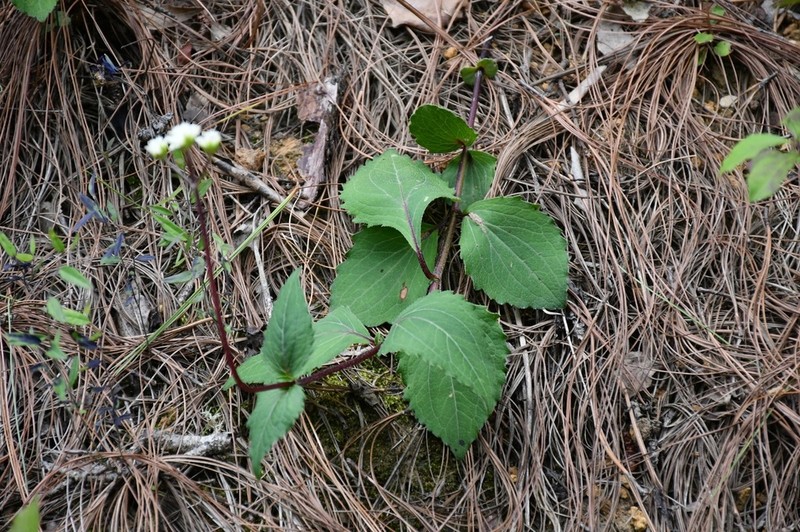 Desmanthodium ovatum photo 3