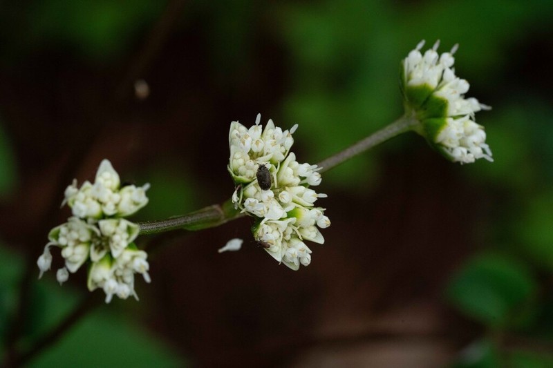 Desmanthodium ovatum photo 4