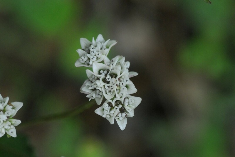 Desmanthodium ovatum photo 5