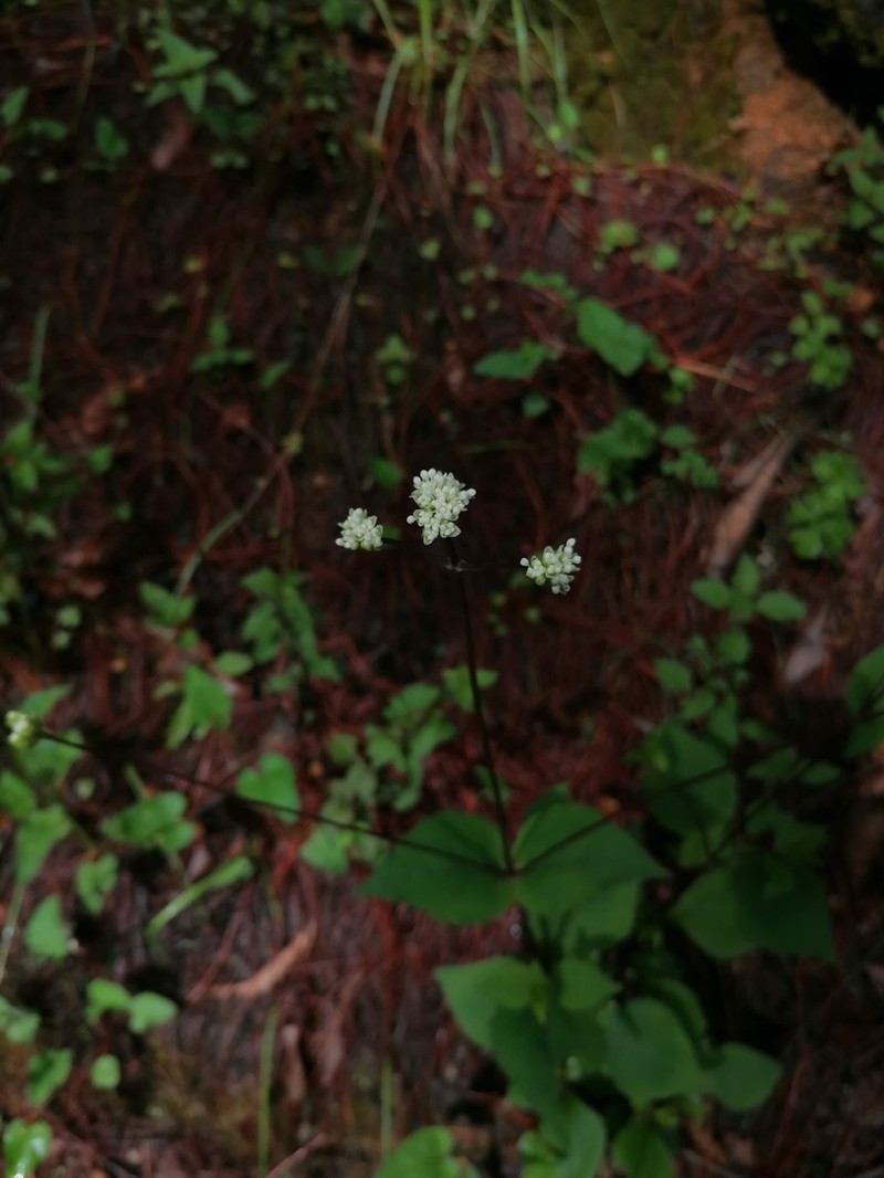Desmanthodium ovatum photo 6