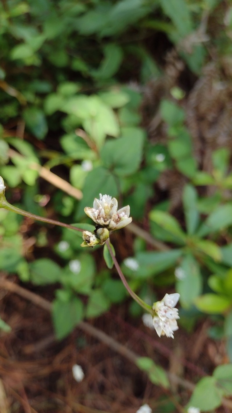 Desmanthodium ovatum photo 7
