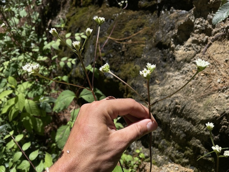 Desmanthodium ovatum photo 8