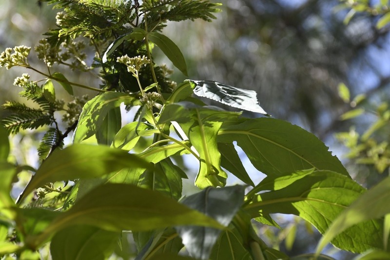 Desmanthodium perfoliatum