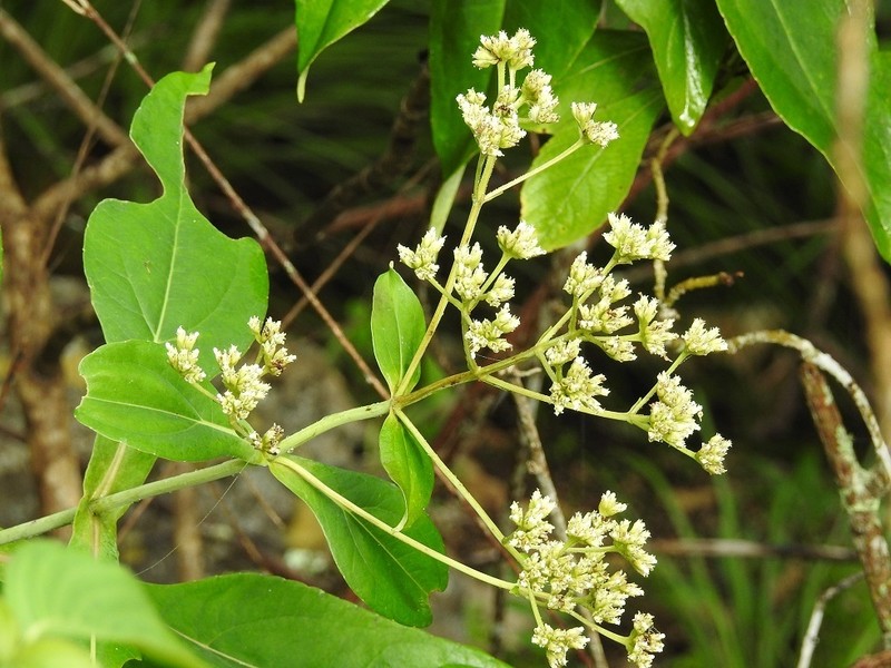 Desmanthodium perfoliatum photo 2