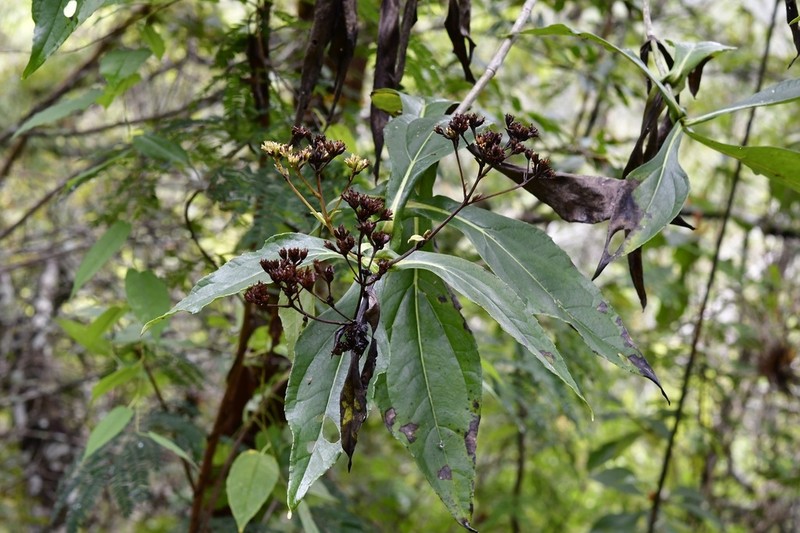 Desmanthodium perfoliatum photo 3