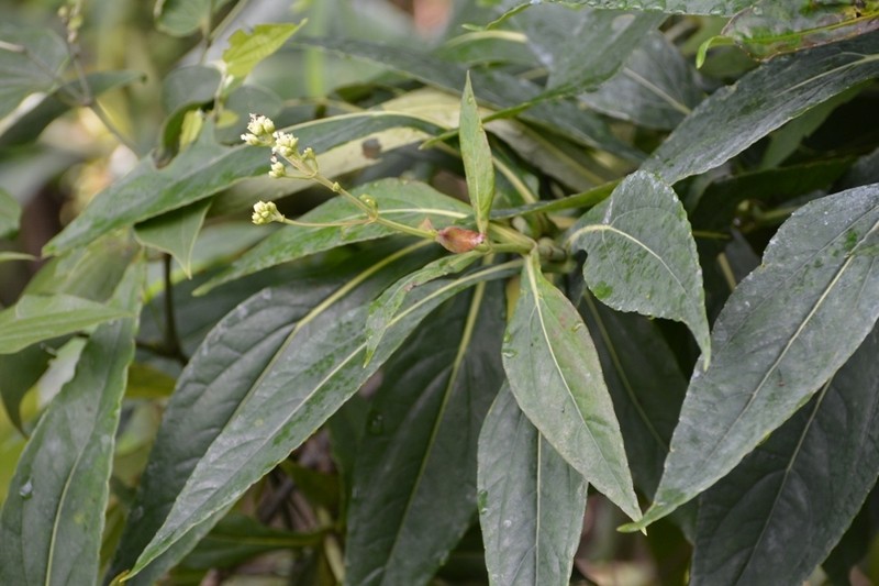 Desmanthodium perfoliatum photo 4