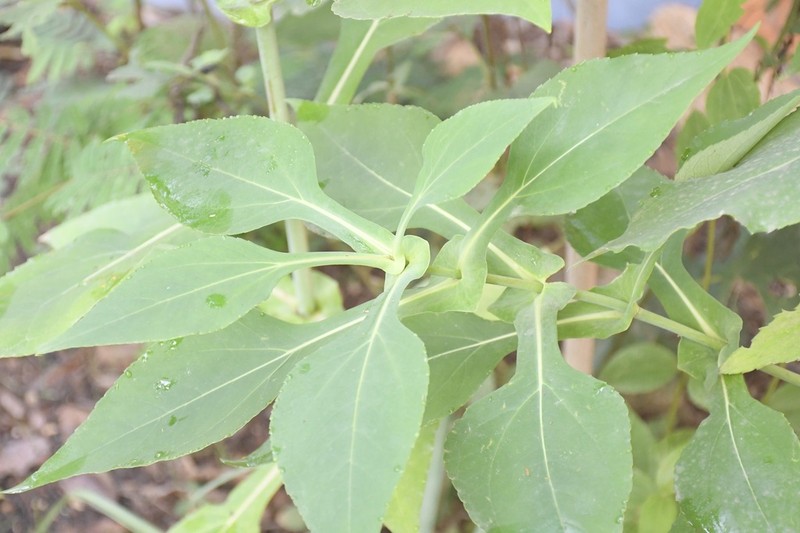 Desmanthodium perfoliatum photo 5