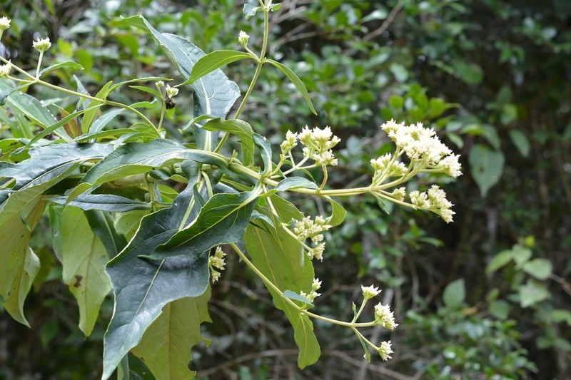 Desmanthodium perfoliatum photo 6