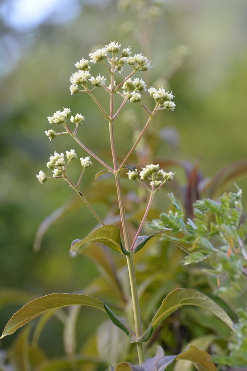 Desmanthodium perfoliatum photo 7