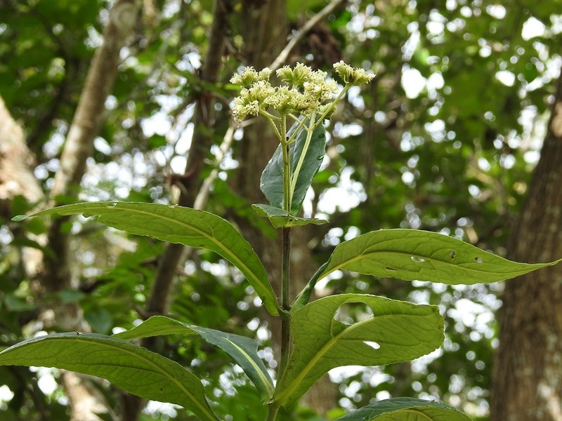 Desmanthodium perfoliatum photo 8