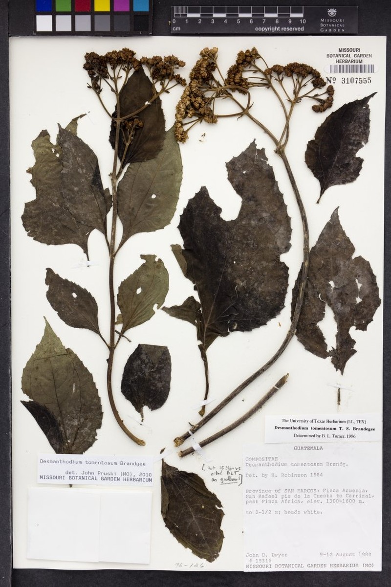 Desmanthodium tomentosum