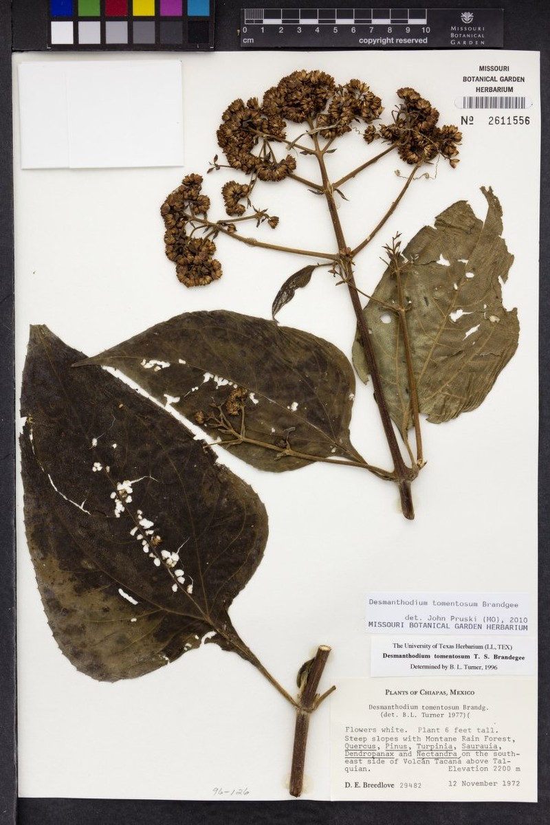 Desmanthodium tomentosum photo 2