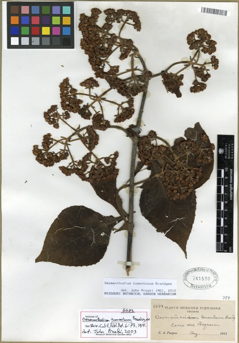 Desmanthodium tomentosum photo 3