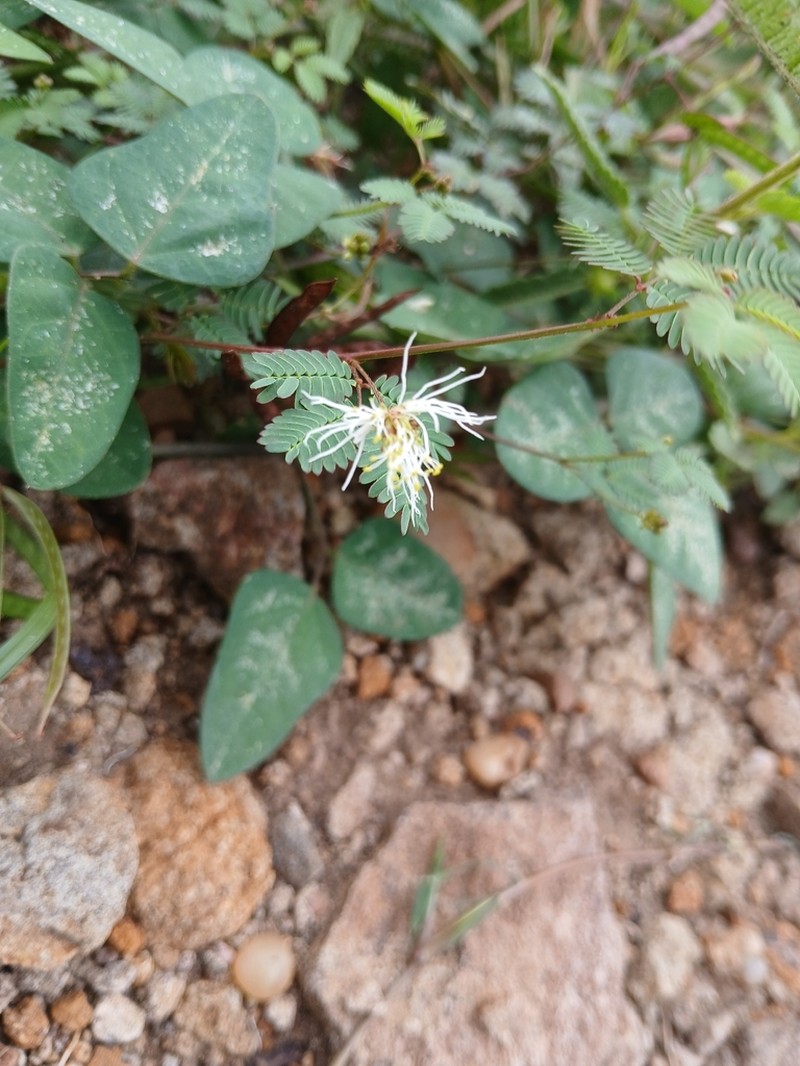 Wild Tantan photo 2