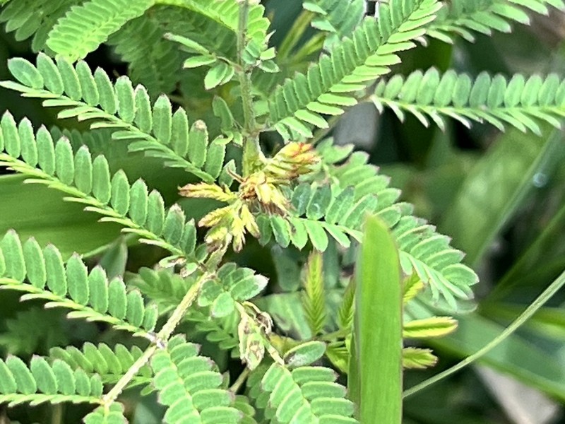 Wild Tantan photo 3