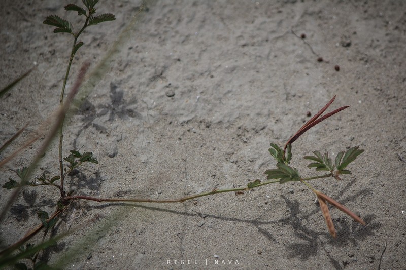 Wild Tantan photo 4