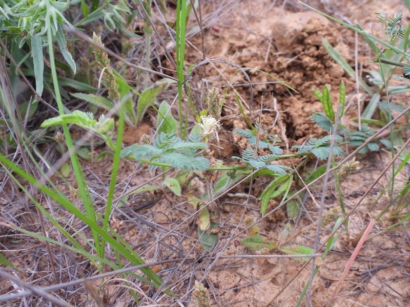 Wild Tantan photo 7