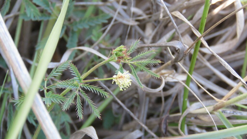 Wild Tantan photo 8