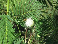 Two-Horn Bundleflower