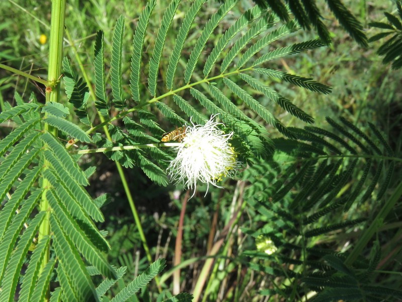 Two-Horn Bundleflower