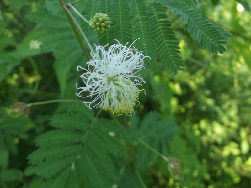 Two-Horn Bundleflower photo 6
