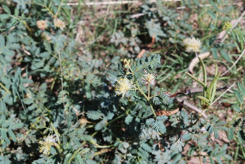 Cooley's Bundleflower