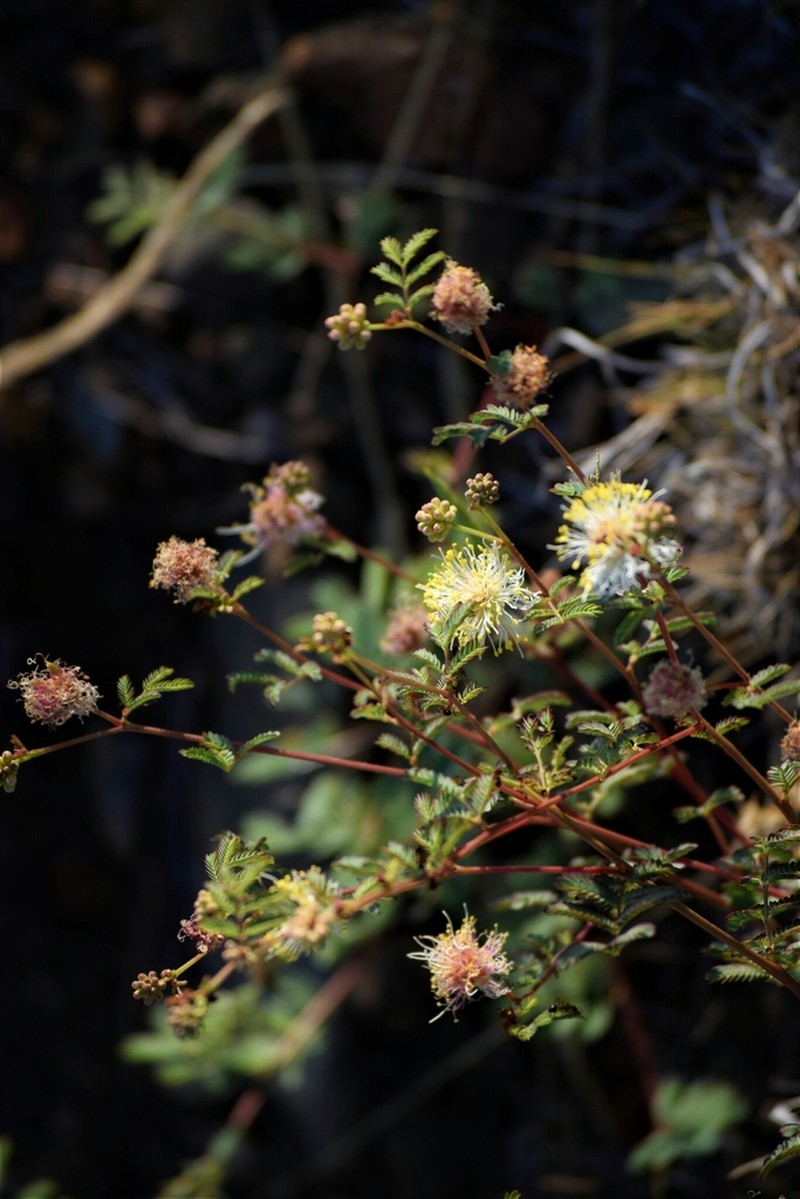 Cooley's Bundleflower photo 2