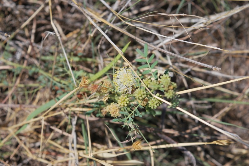 Cooley's Bundleflower photo 3