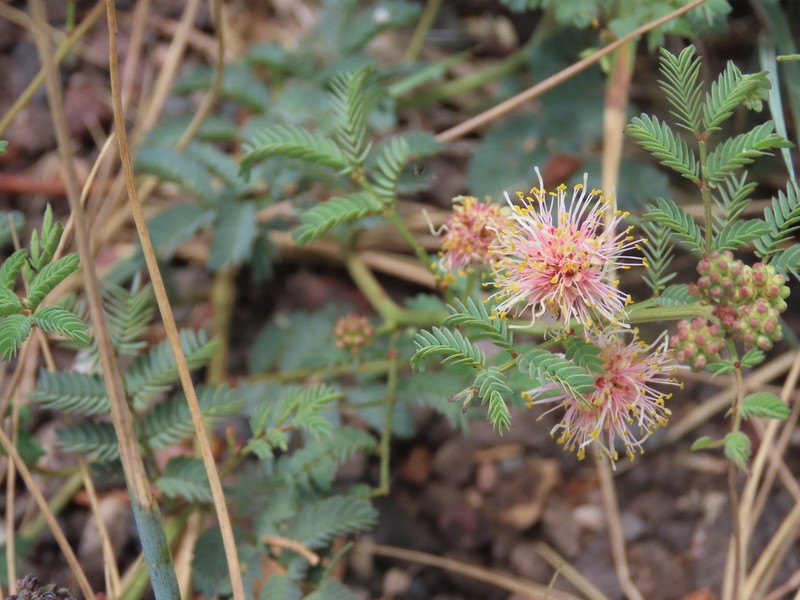 Cooley's Bundleflower photo 4