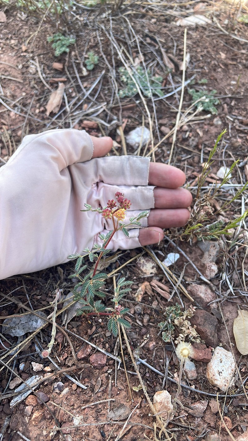 Cooley's Bundleflower photo 6